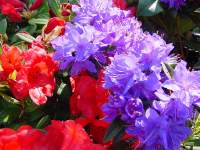 rhodo rouge et mauve.JPG